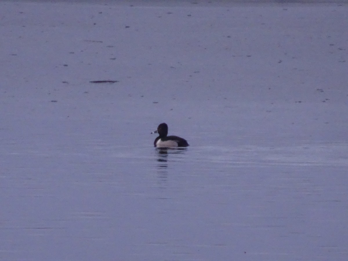 Ring-necked Duck - Ser Anderson