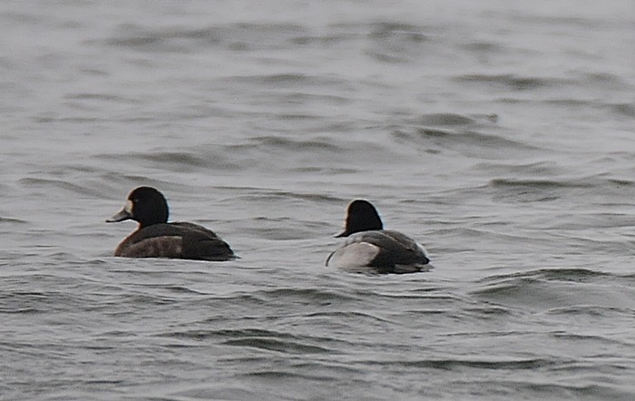 Greater Scaup - ML287458881