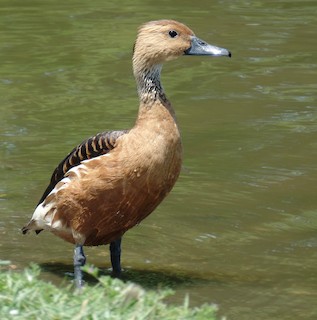 Fulvous Whistling-Duck, ML28745921