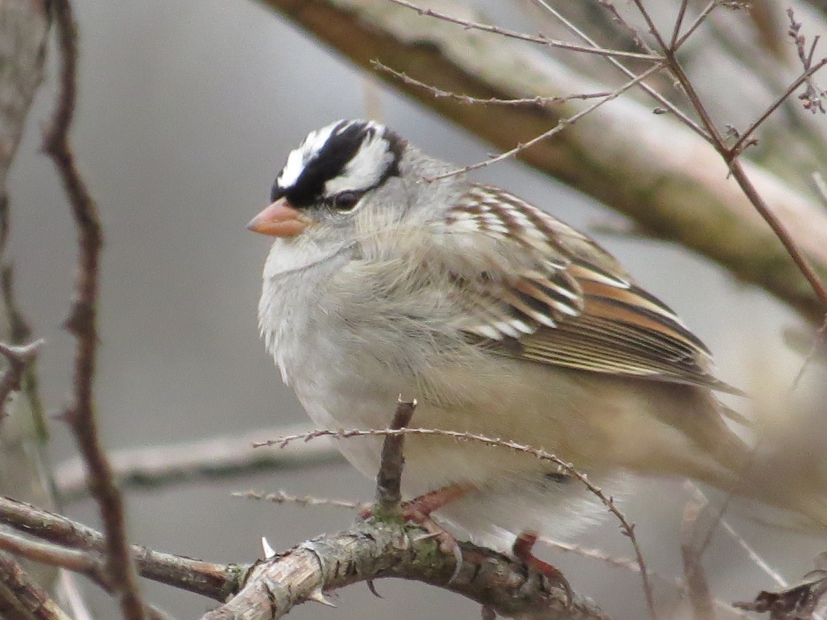 White-crowned Sparrow - ML287459321