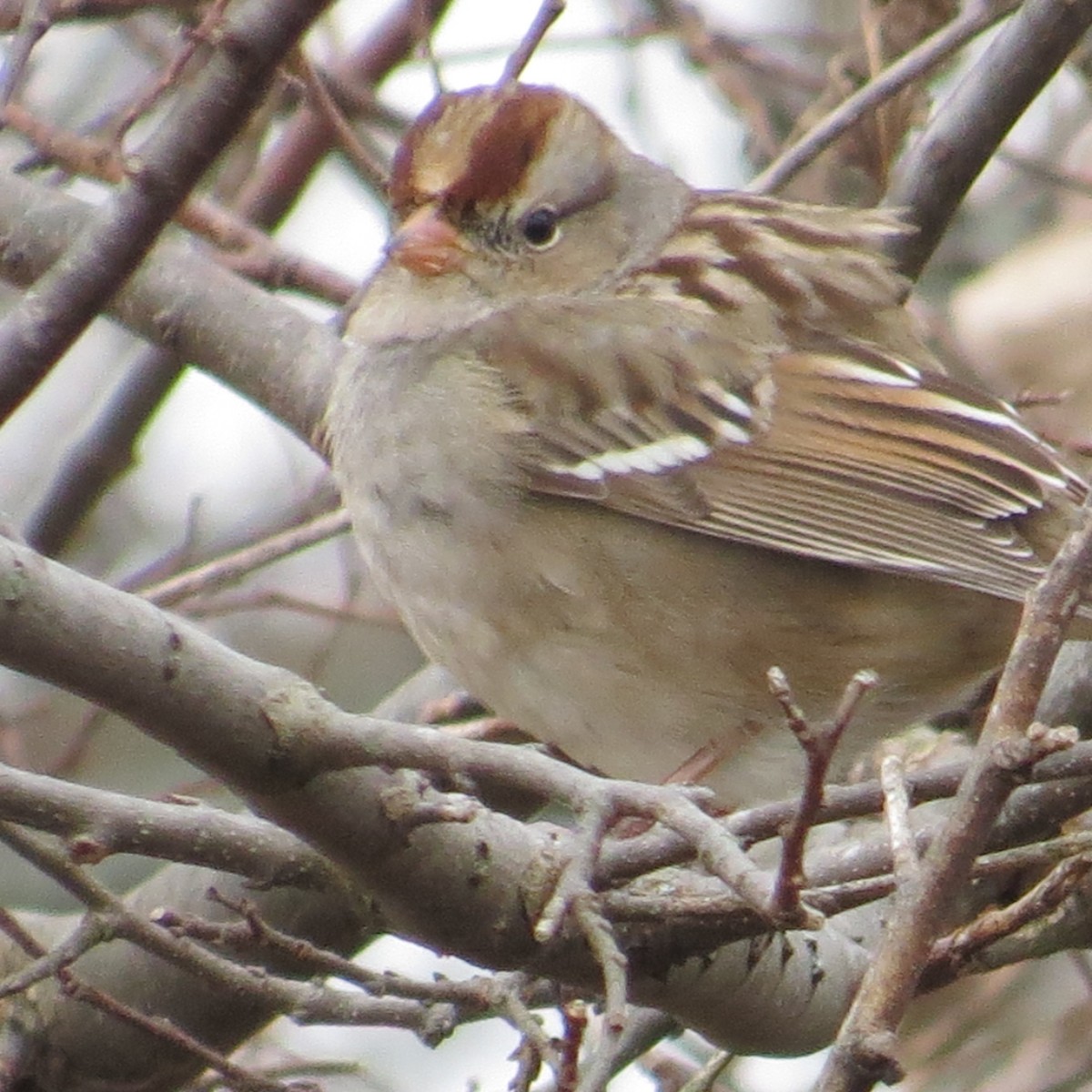 White-crowned Sparrow - ML287459341