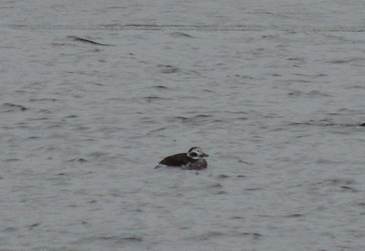 Long-tailed Duck - ML287460981