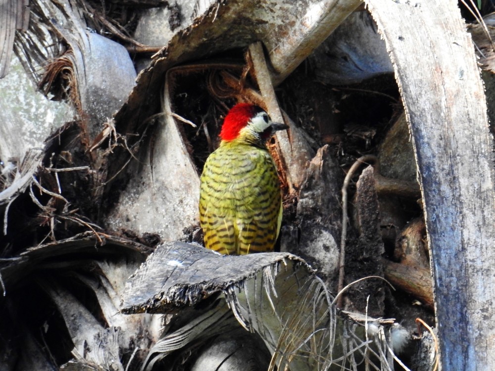 Spot-breasted Woodpecker - ML287462751