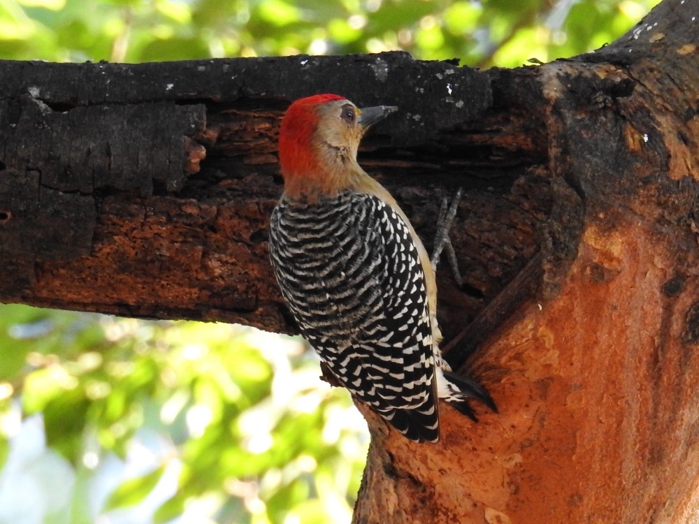 Red-crowned Woodpecker - ML287462811