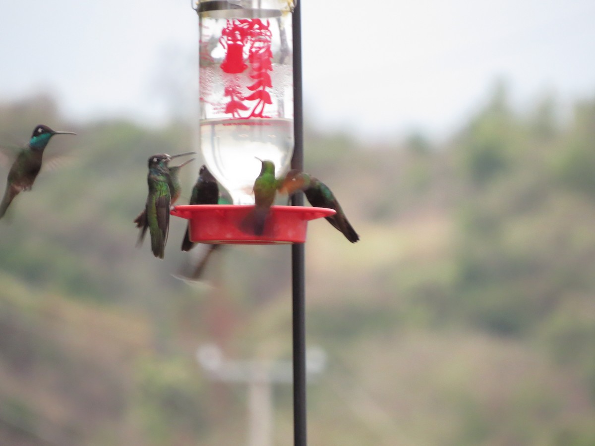 kolibřík mexický - ML28746291