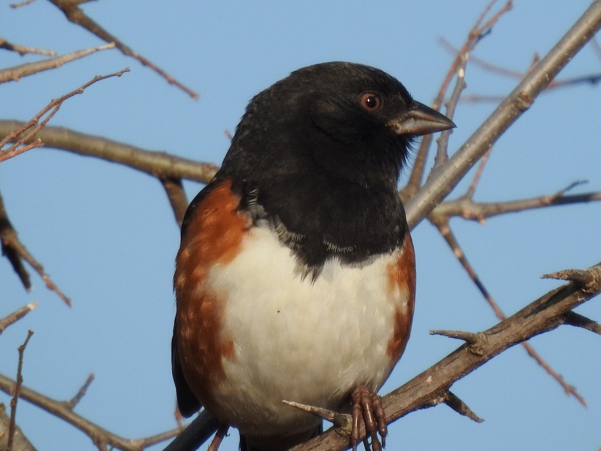 Spotted Towhee - ML287466971