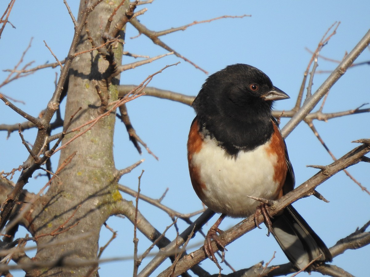 Spotted Towhee - ML287467001