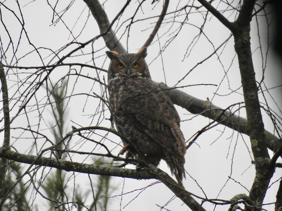 Great Horned Owl - ML287469521