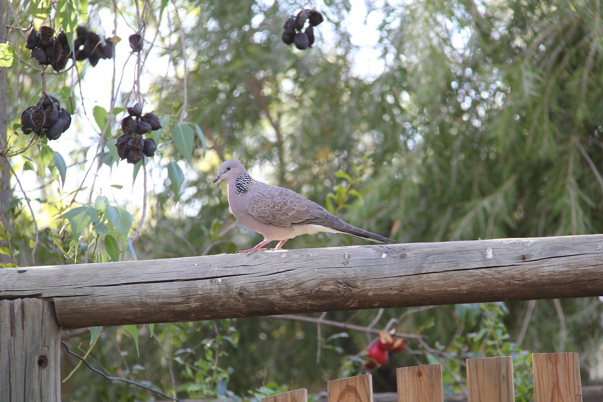 Spotted Dove - ML287470611