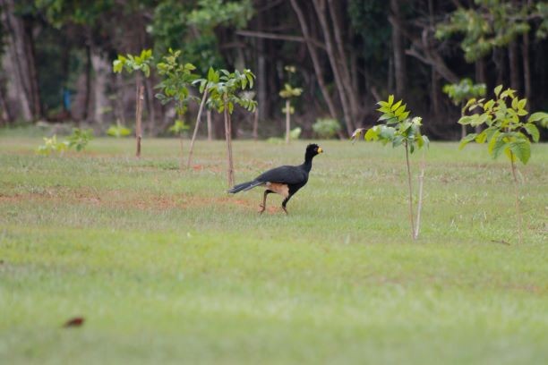Bare-faced Curassow - ML287473021