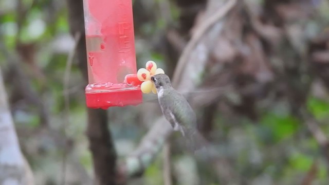 Black-chinned Hummingbird - ML287473831