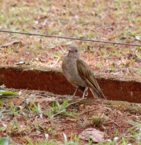 Pale-breasted Thrush - ML287474691