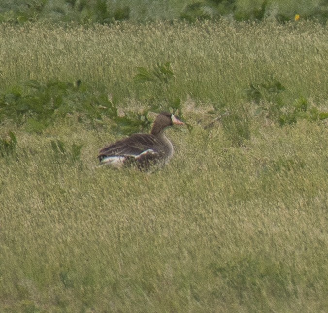 Greater White-fronted Goose - Joe Bailey