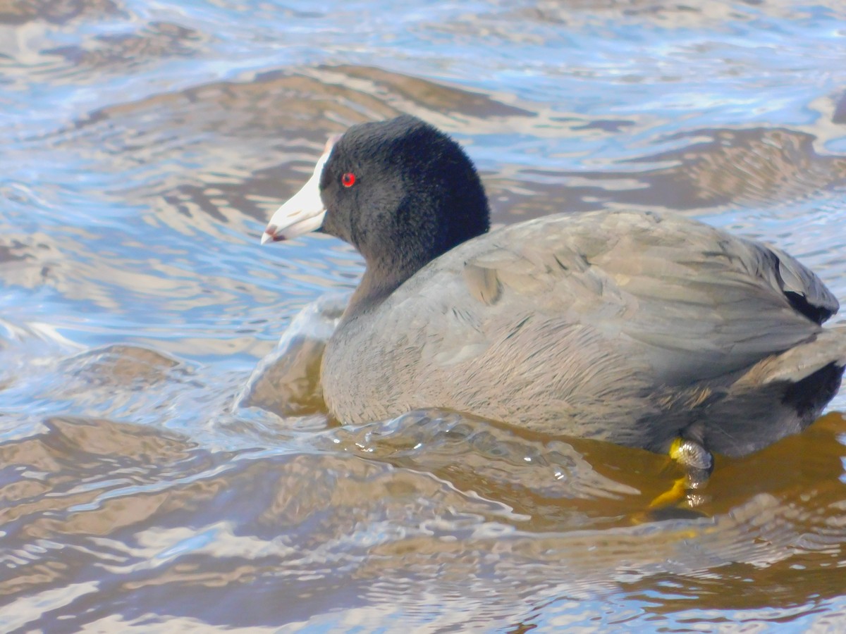 American Coot (Red-shielded) - ML287477841