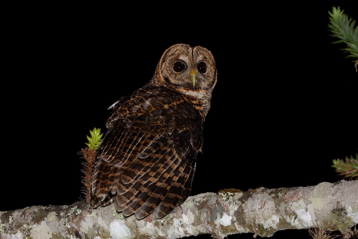 Rusty-barred Owl - Rodrigo Ferronato