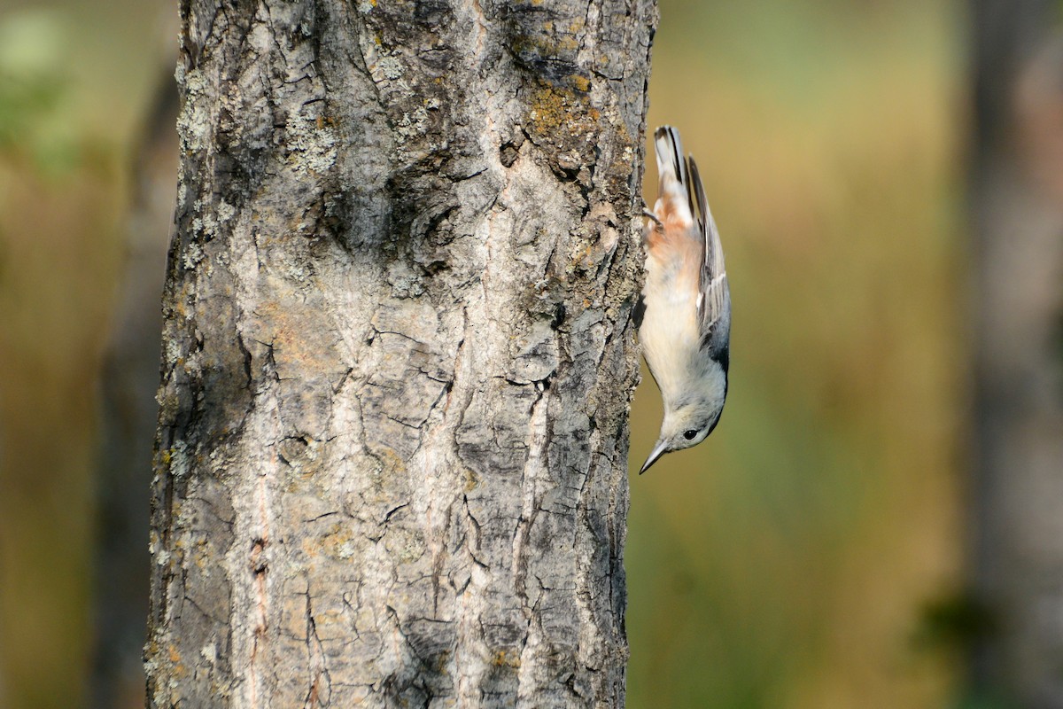 White-breasted Nuthatch - ML287485031