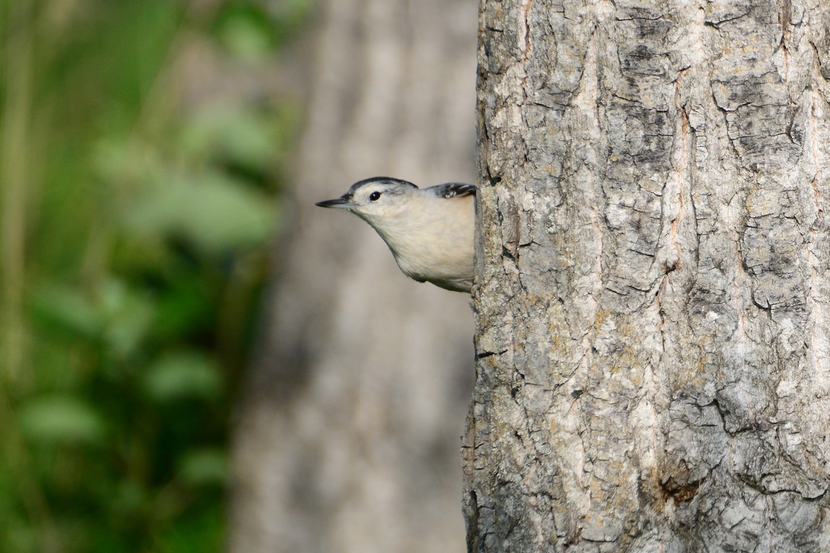 White-breasted Nuthatch - ML287485121
