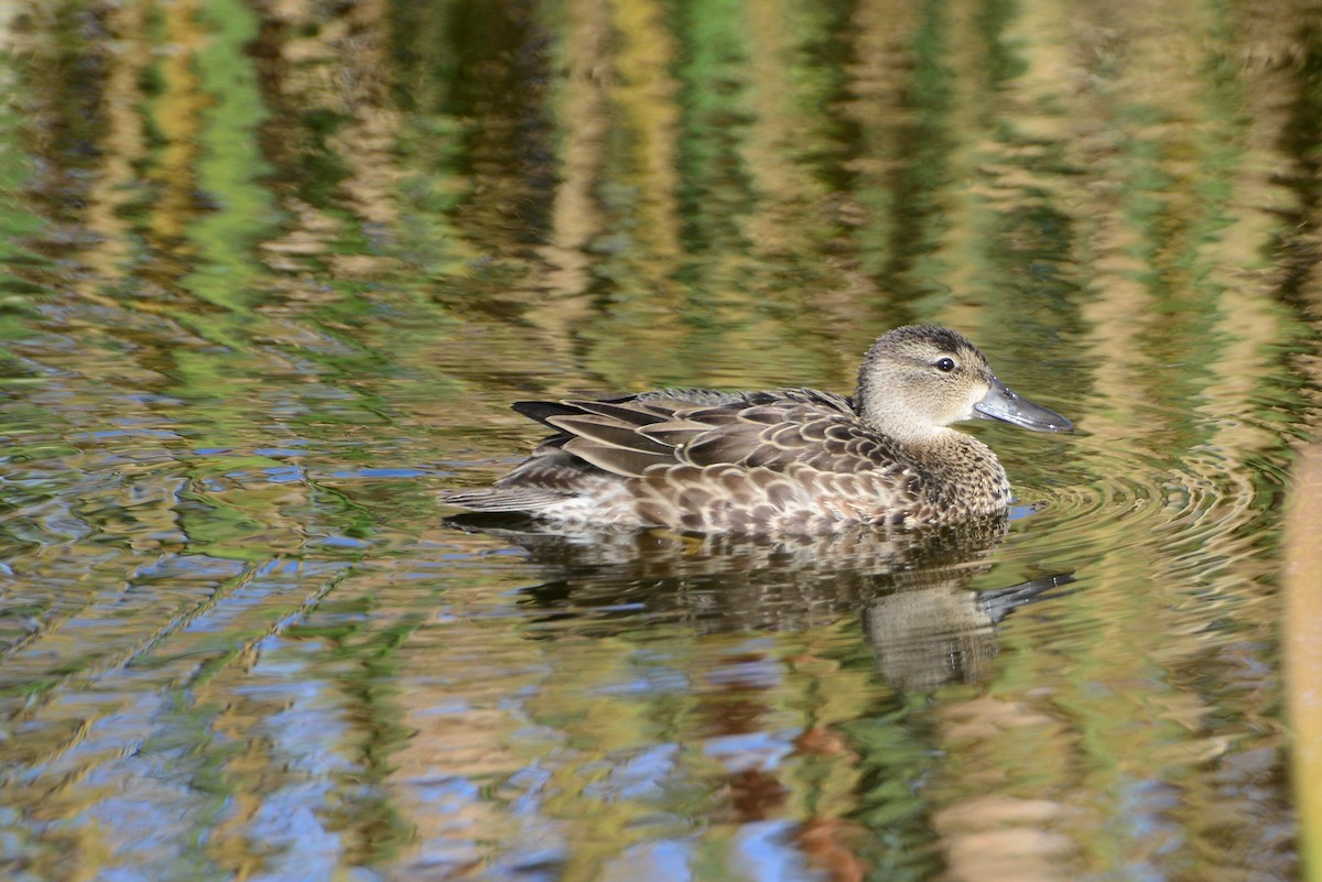 Blue-winged Teal - ML287486341