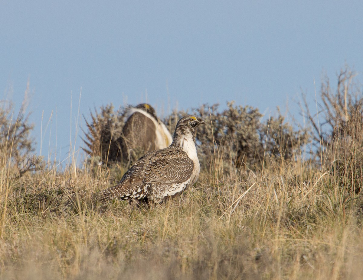 Greater Sage-Grouse - ML287487611