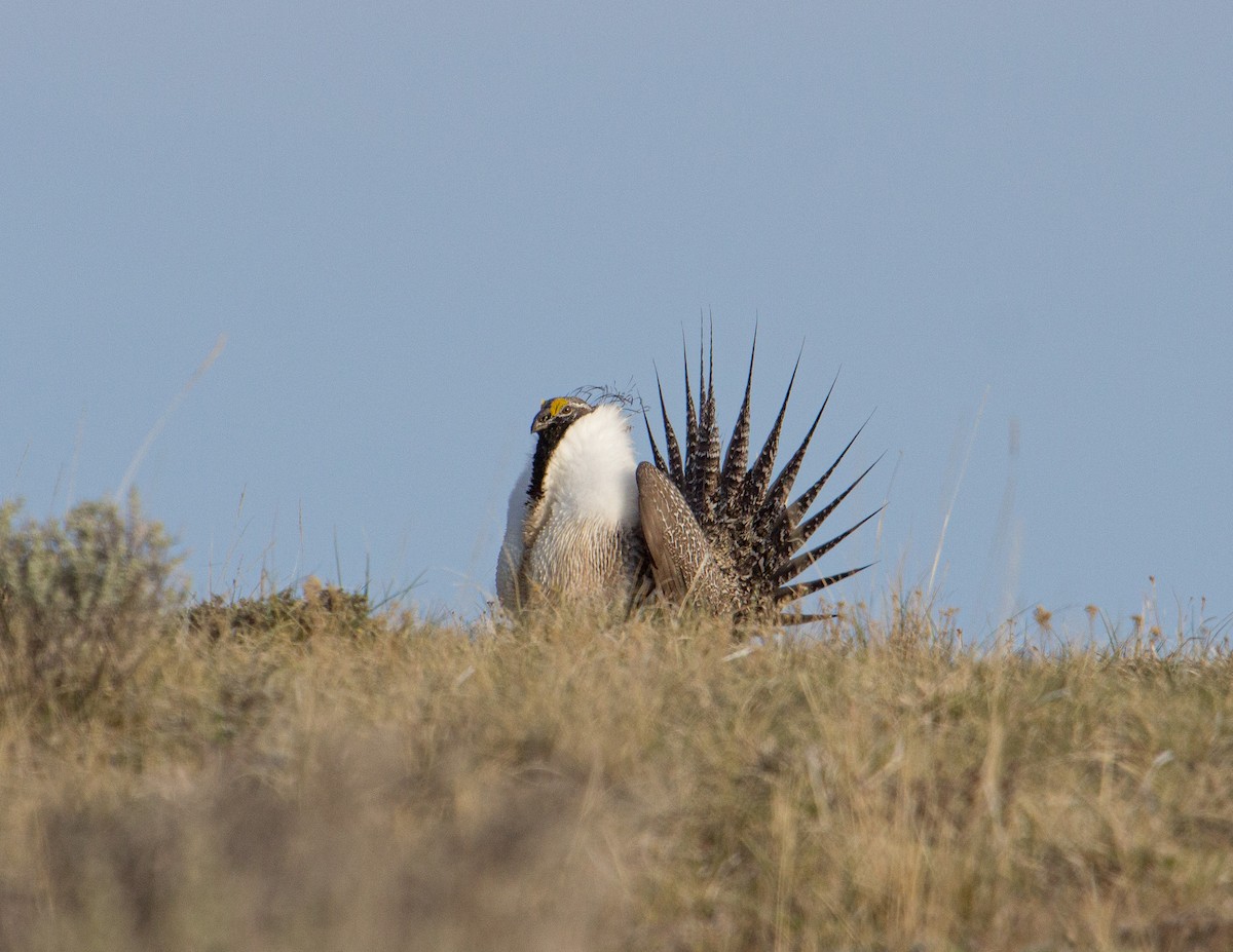 Greater Sage-Grouse - ML287489451