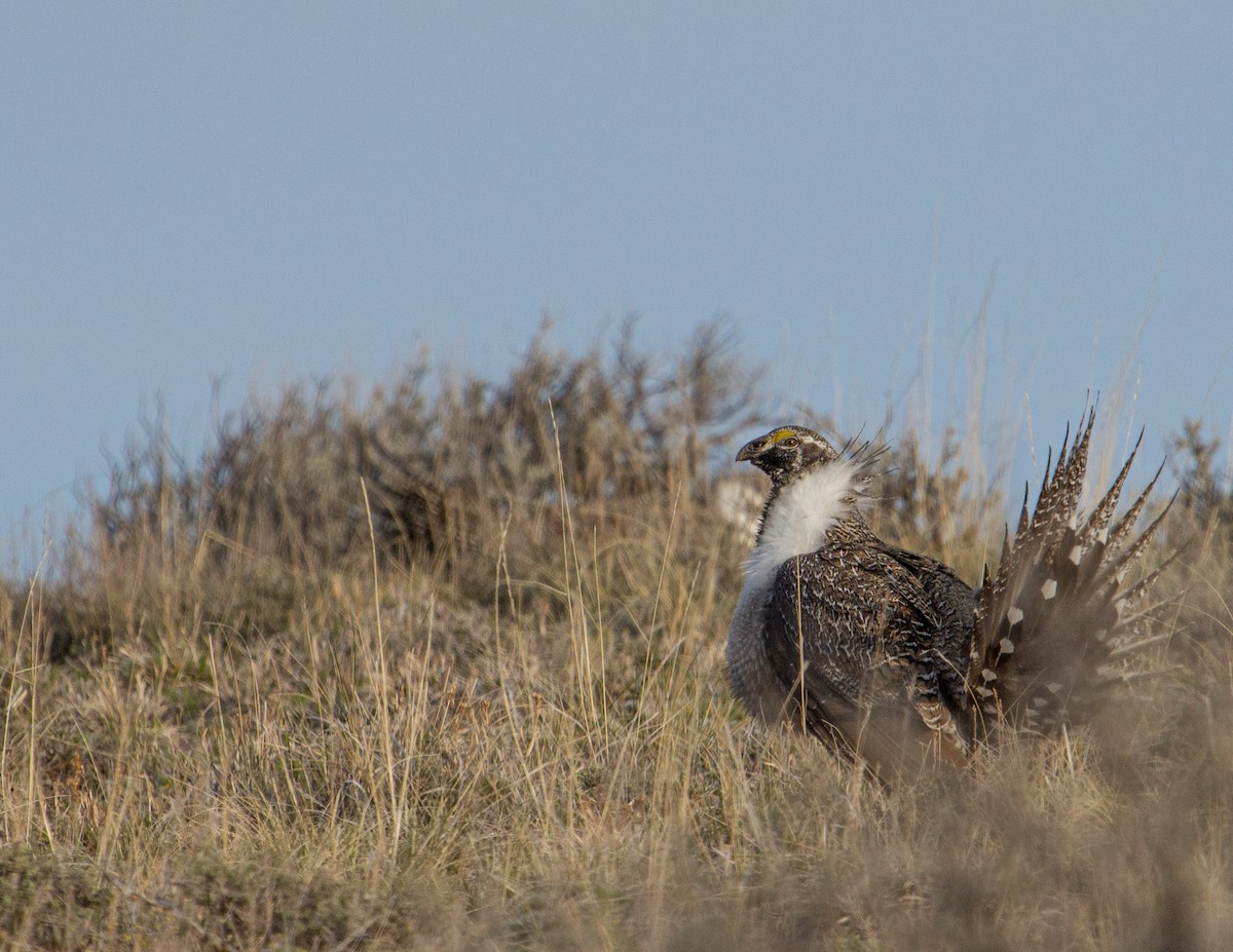 Greater Sage-Grouse - ML287494671