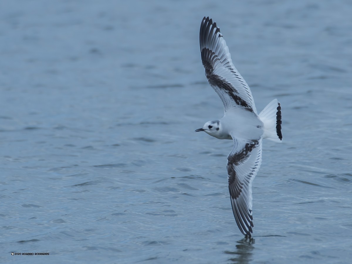 Little Gull - Rogério Rodrigues