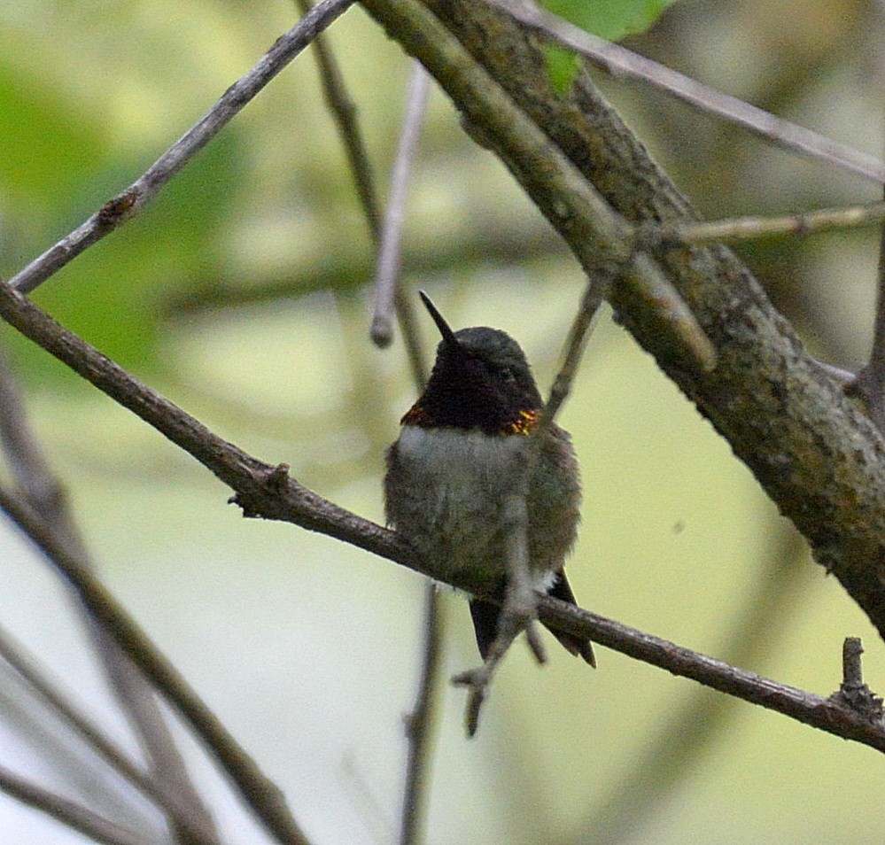 Ruby-throated Hummingbird - ML28750311