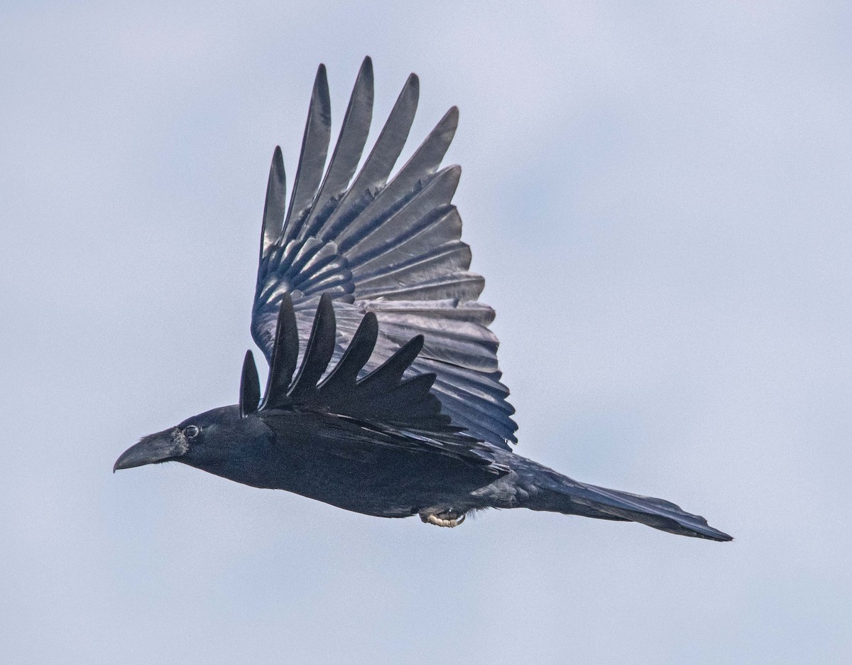 Common Raven - Margaret & Fred Parkes