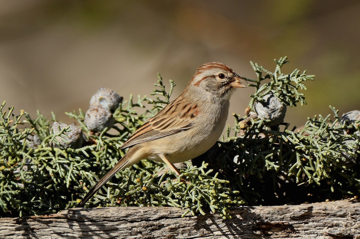 Rufous-winged Sparrow - ML287514541