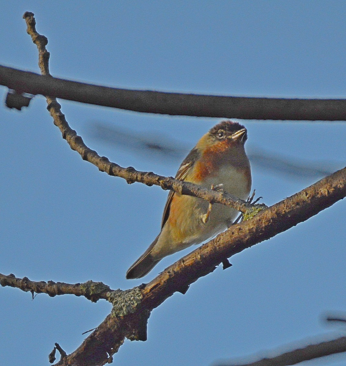 Bay-breasted Warbler - ML28751471