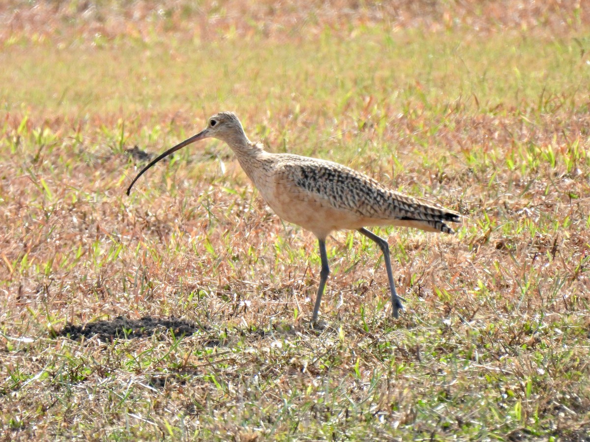 Long-billed Curlew - ML287514761