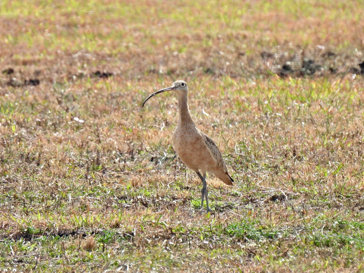 Long-billed Curlew - ML287514791