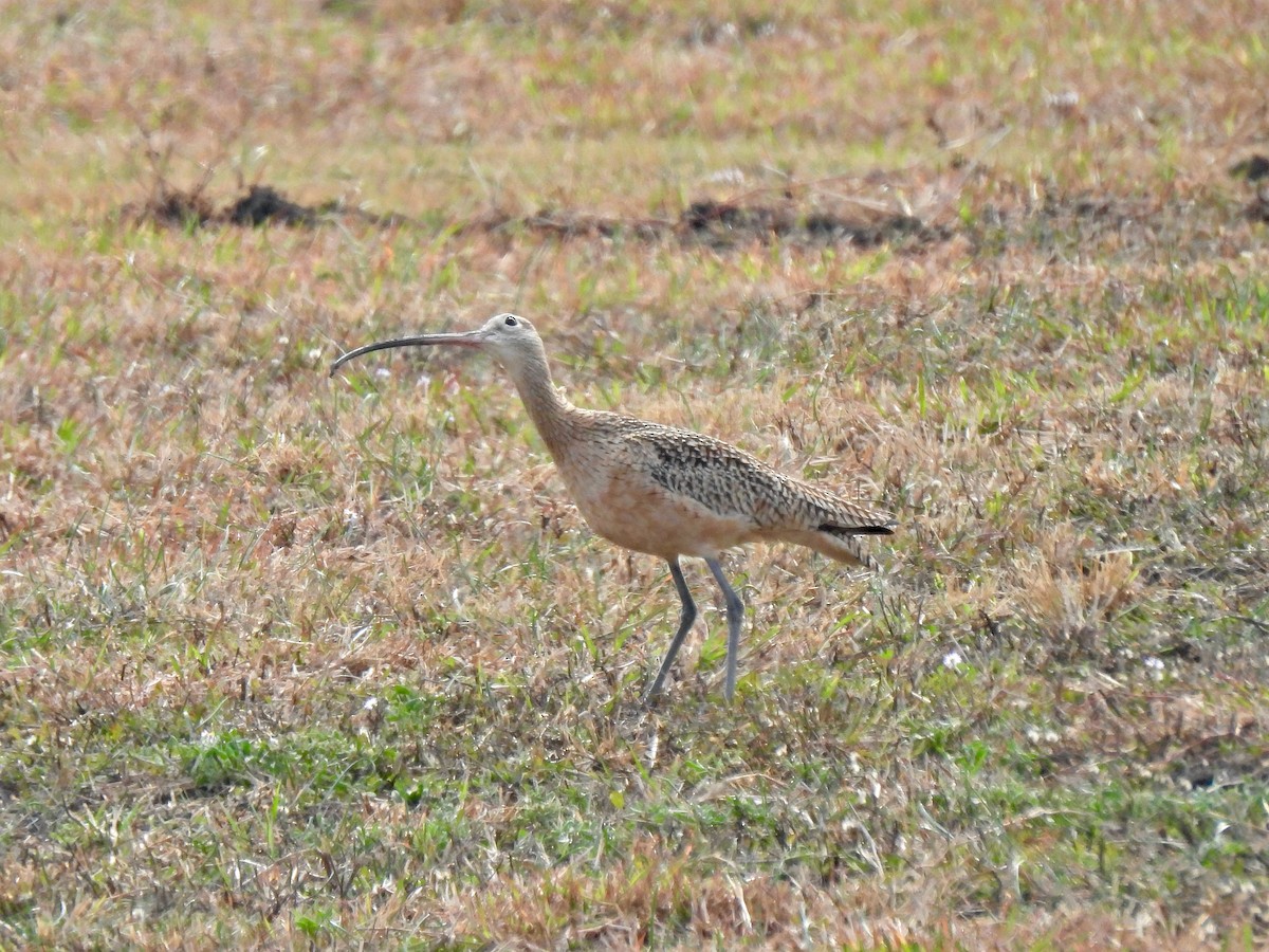 Long-billed Curlew - ML287514801