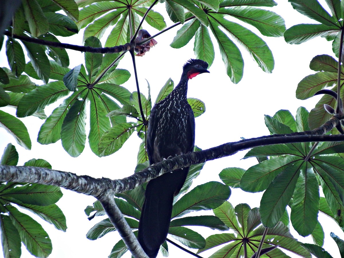 Crested Guan - Mayron McKewy Mejia