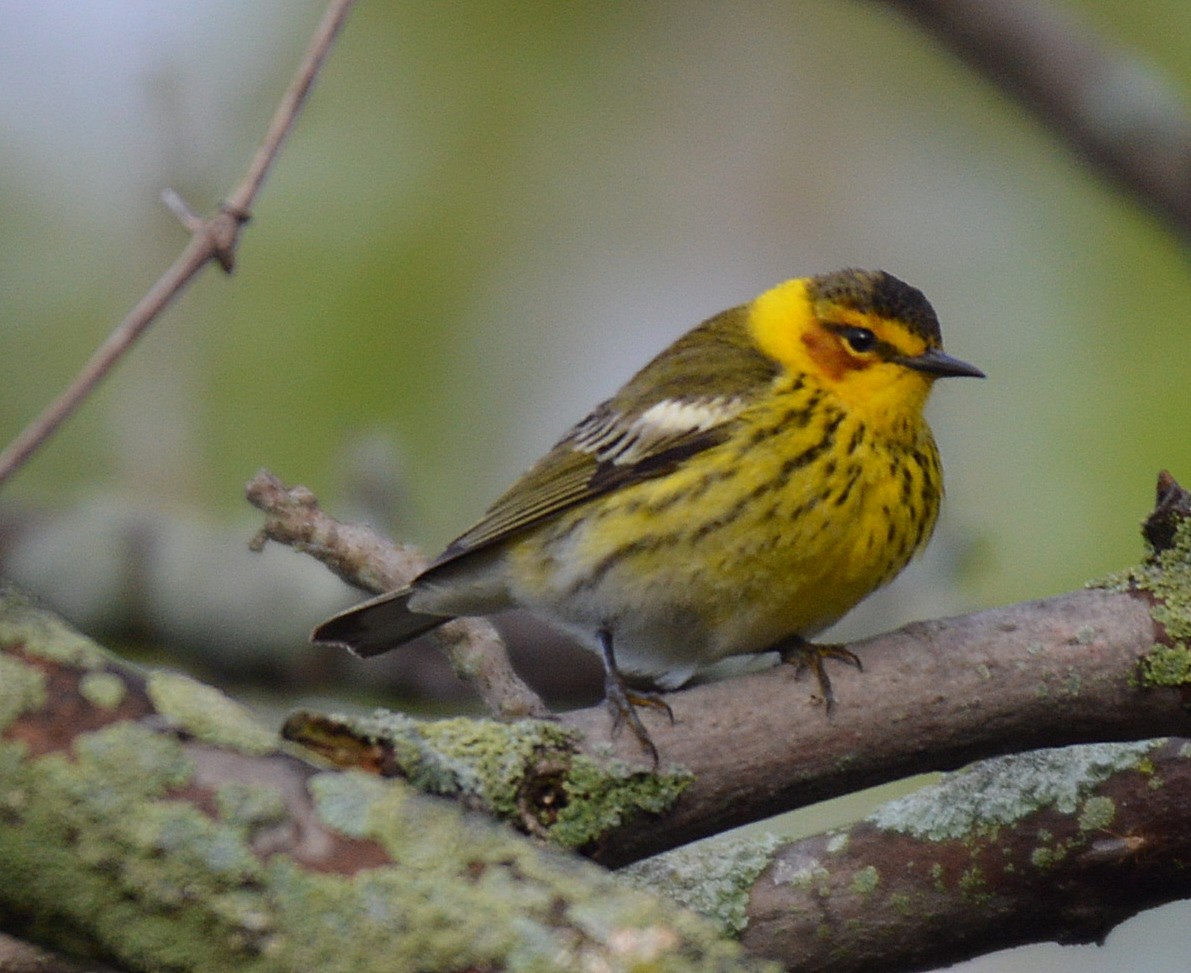 Cape May Warbler - ML28751731