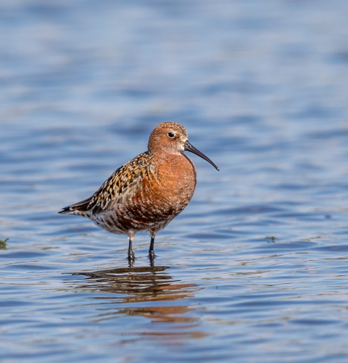 Curlew Sandpiper - Jeff Timmons