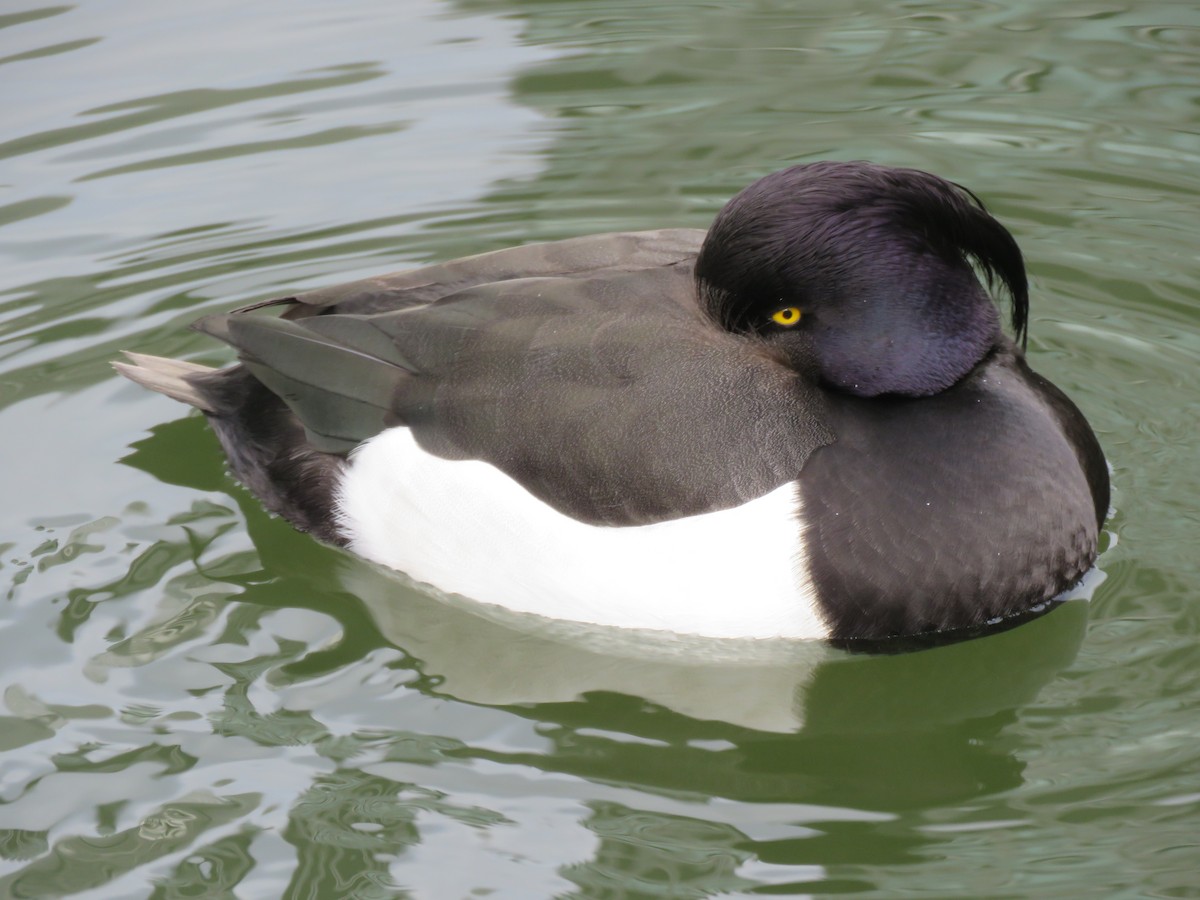 Tufted Duck - ML287518441