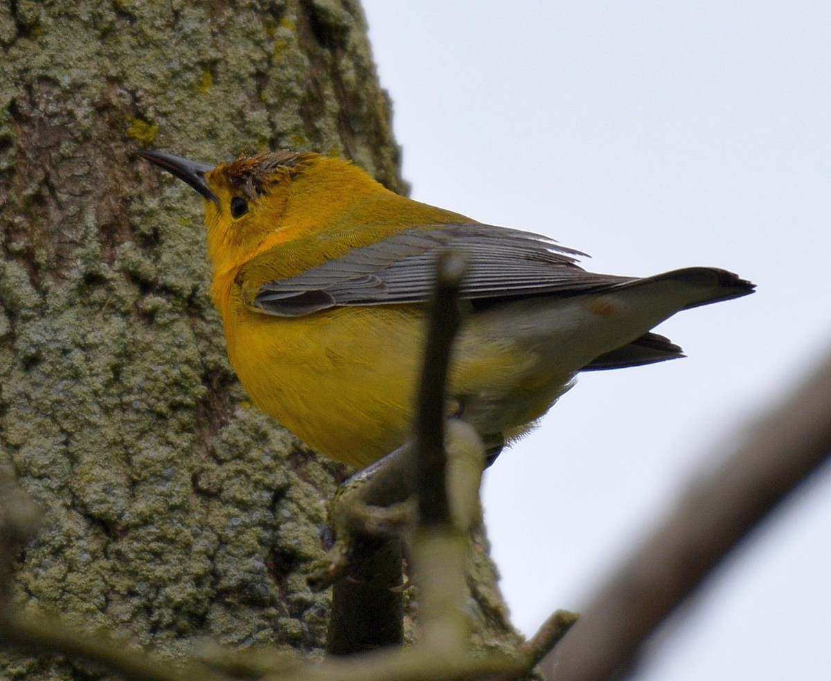 Prothonotary Warbler - ML28751921