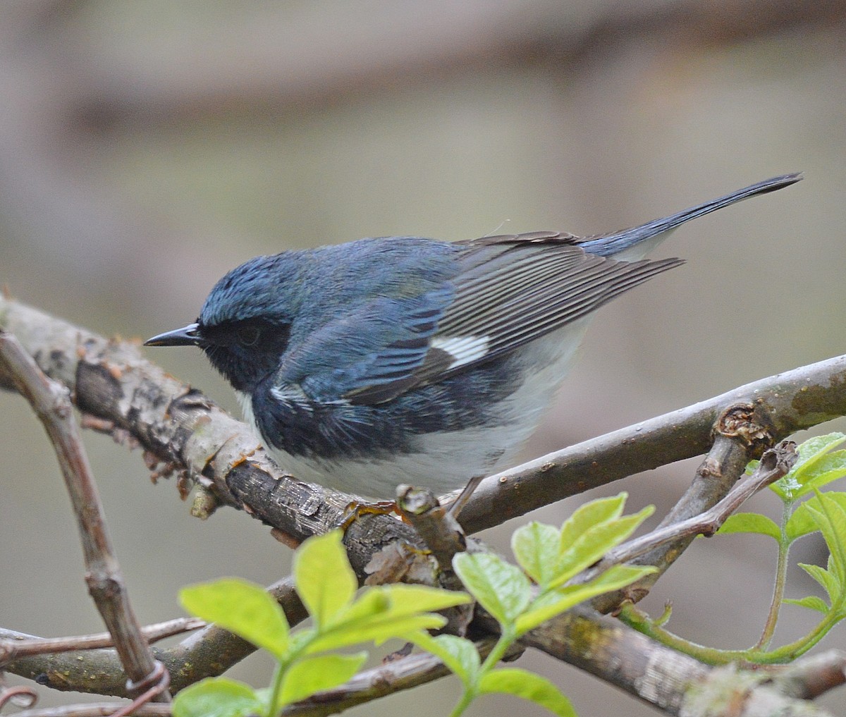 Black-throated Blue Warbler - ML28752181
