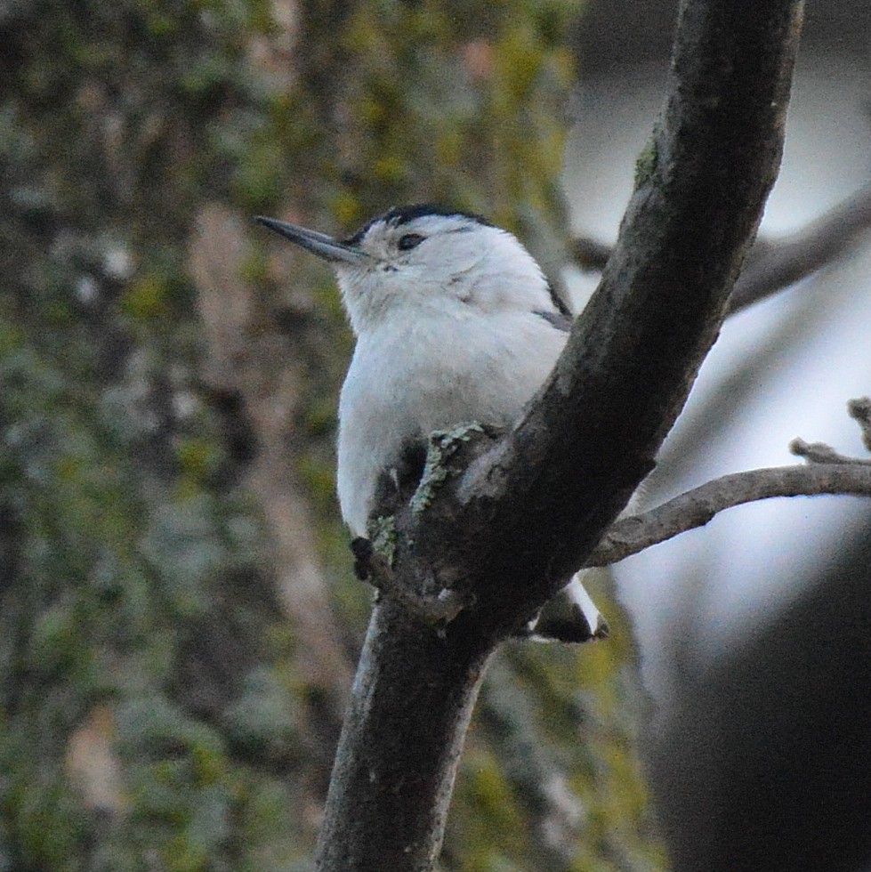 White-breasted Nuthatch - Daniel Murphy