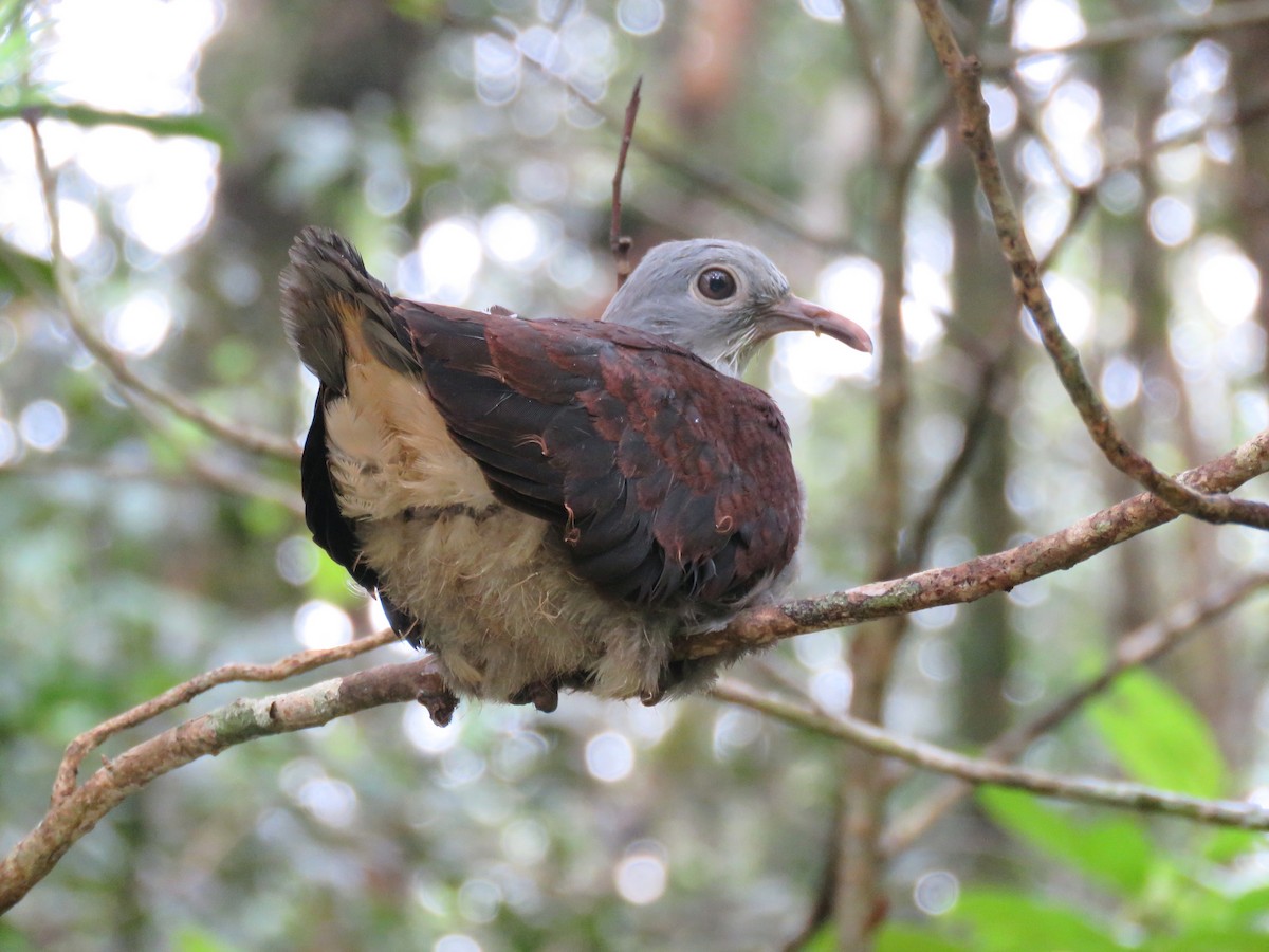 Mountain Imperial-Pigeon - ML287526661