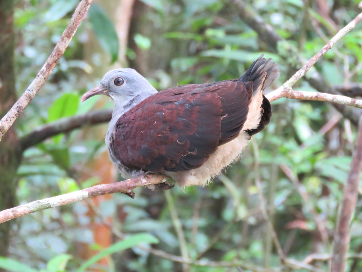Mountain Imperial-Pigeon - ML287526681
