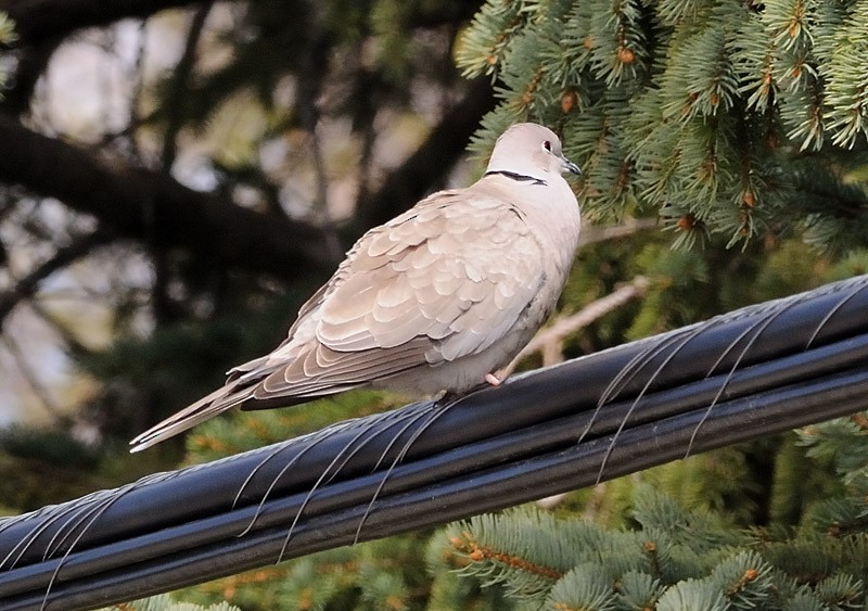 Eurasian Collared-Dove - ML28752961