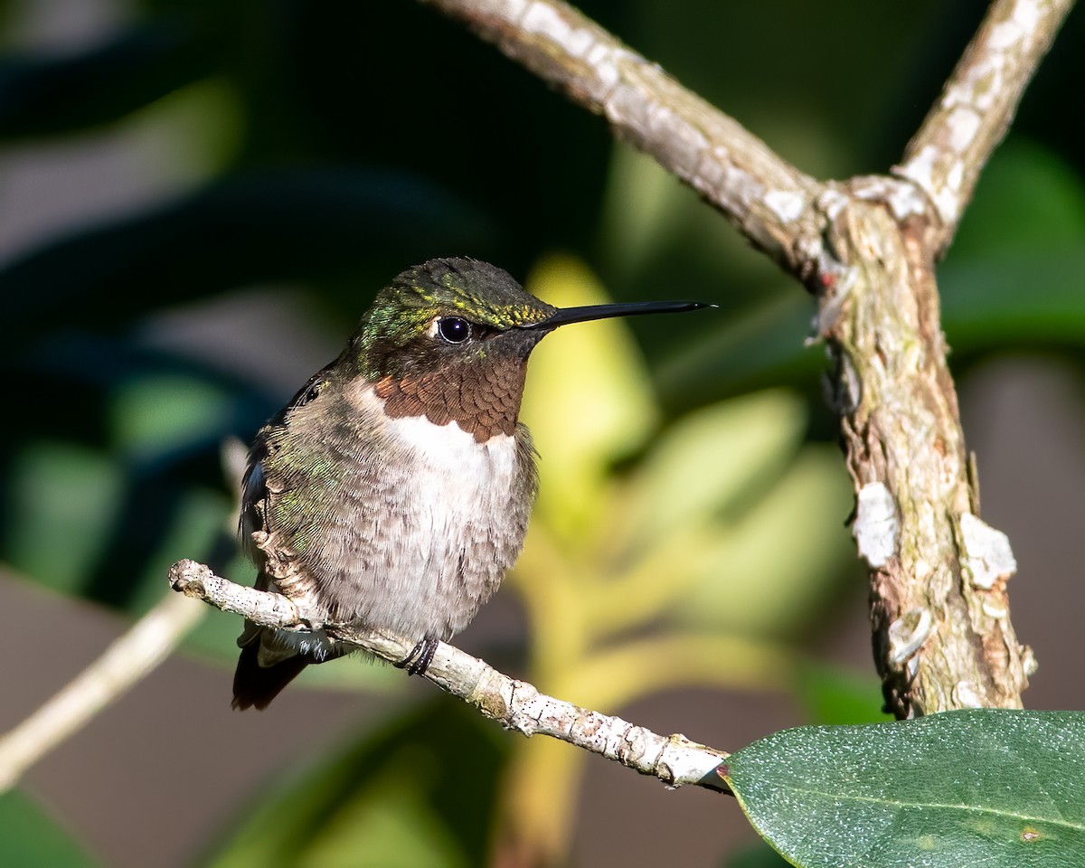 Ruby-throated Hummingbird - ML287529771