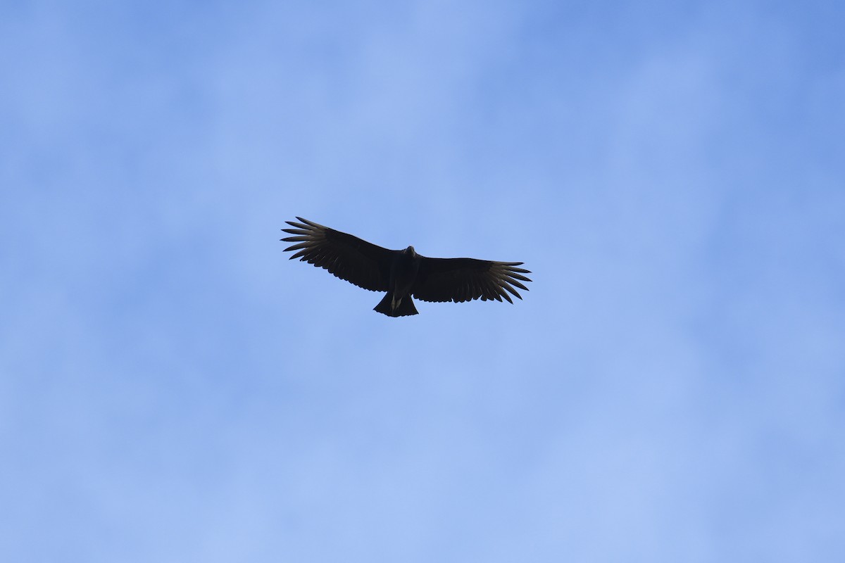 Black Vulture - ML287530851