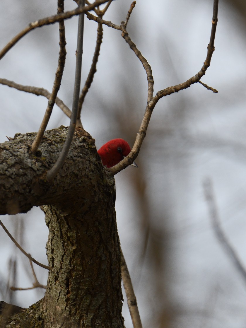 Red-headed Woodpecker - Vern Wilkins 🦉
