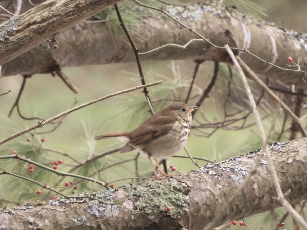 Maine eBird Checklist 12 Dec 2020 York Godfrey Cove/Raynes Neck
