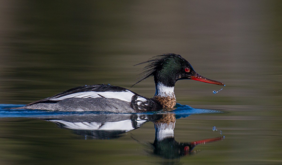 Red-breasted Merganser - Geoff Newhouse