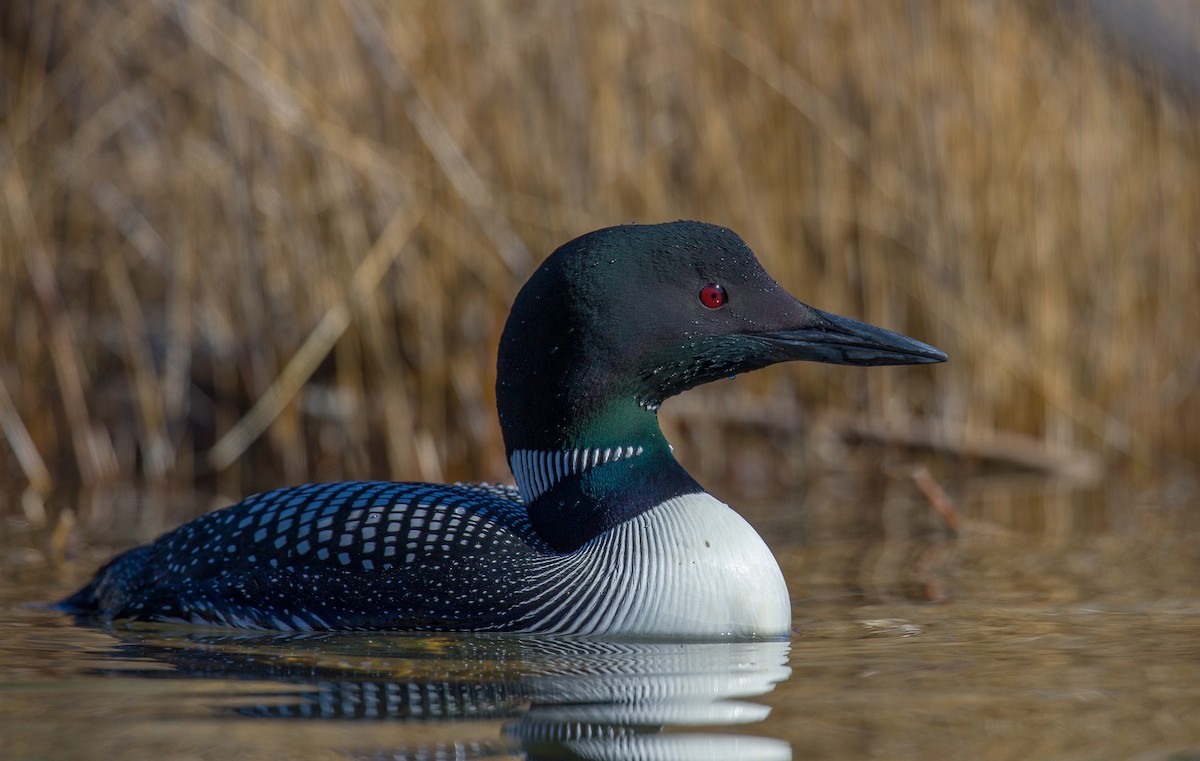 Common Loon - Geoff Newhouse