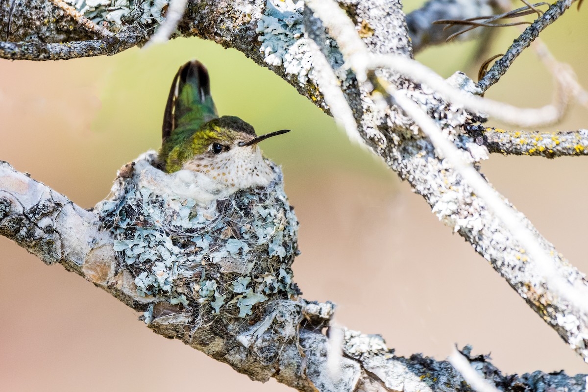 Calliope Hummingbird - ML287544591